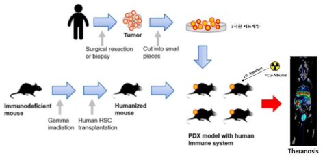 PDX모델 종양 내 대식세포 표적 Thranosis 방사성의약품 개발