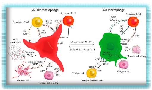 종양 미세환경 내에서의 분극화된 대식세포의 작용