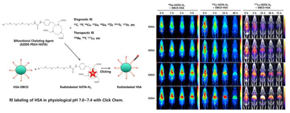 방사성동위원소 표지 알부민 나노플랫폼의 다양한 생체영상