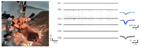 개발된 프로브를 이용한 in vivo 전기생리 신호 기록