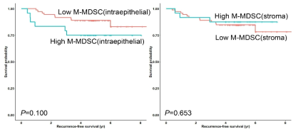 왼쪽 생존곡선은 intraepithelial area의 M-MDSC 밀도를 중간값으로 cut-off하여 평가한 것인데, intraepithelial M-MDSC의 경우(왼쪽 그림), 높은 농도가 불량한 예후를 보이는 경향이 있었으나, 통계적 유의성은 없었음