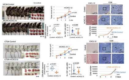 CXCL12 과 발현 종양에서 T cell 침윤연구