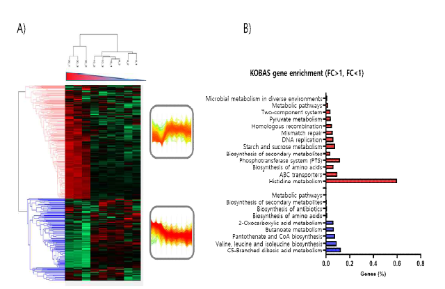 전사체 분석결과 분석. A) heatmap, B) gene enrichment (KOBAS) 분석 결과 (FC>1 Red, FC<1 Blue)