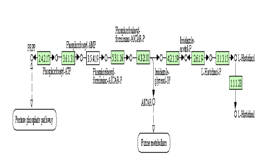 L. mesenteroides의 histidine metabolism pathway (KEGG pathway lme00340)