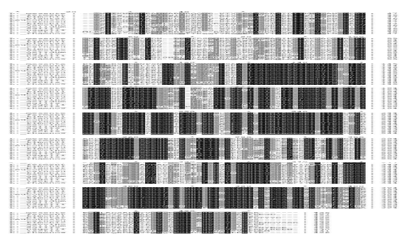 김치미생물의 HisD 단백질의 homology 비교
