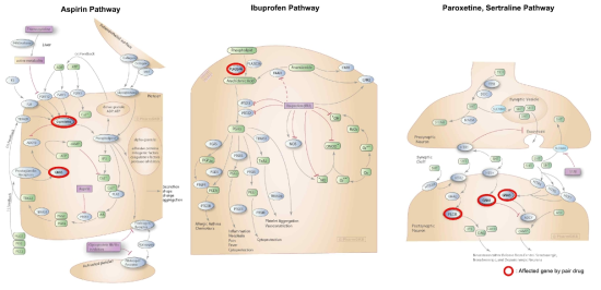 Aspirin, Ibuprofen, Paroxetine, Sertraline 의 Pathway 모식도 및 어텐션을 통해 강조된 유전자 분석도