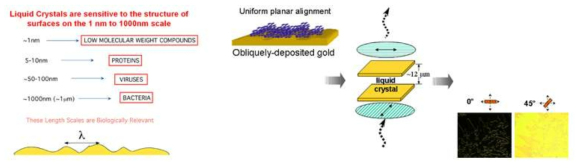 액정의 배열특성을 지배하는 표면지형 스케일과 바이오 현상의 상관관계