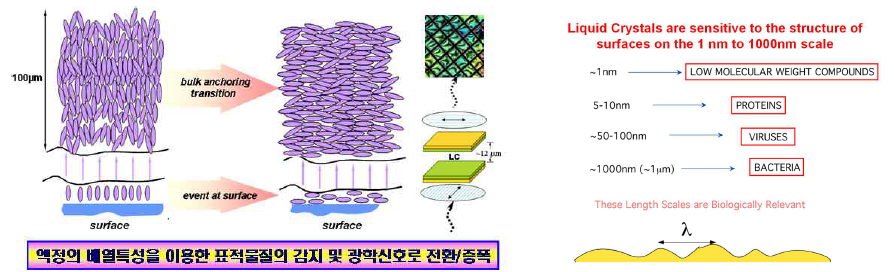 액정 이미징 기반 생화학센서의 원리