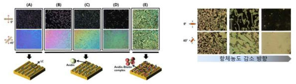 항원-항체 반응 전후의 액정 이미지 변화