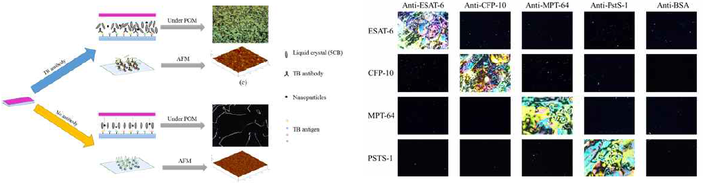 나노파티클 및 ITO를 이용한 결핵 검사법 및 액정 이미지