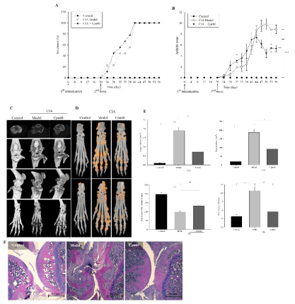 Effect of CPN60 on collagen-induced arthritis (CIA) in mice. (A) Daily incidence percentage of arthritis. (B) Arthritis scores measured every four days. DBA/1 mice (n = 9/group) were intraperitoneally administrated CPN60 three times a week for 3 weeks before and 8 weeks after the first injection of collagen (day 0). The % of daily incidence and the arthritis score were measured every 4 days for 8 weeks after day 0. (C, D) Representative micro-CT images of (C) knee joints and hind paws and (D) hind paws showing areas of bone erosion (orange). (E) Histomorphometric analysis of bone erosion. (F) Representative H Model: CIA mice treated with PBS; CPN60, CIA mice treated with 0.1 mg/kg CPN60. The data are expressed as the mean ± SEM and were analyzed using one-way ANOVA/Tukey’s HSD method. *p < 0.05, **p < 0.01, and ***p < 0.001 vs. control group; #p < 0.05, ##p < 0.01, and ###p < 0.001 vs. model group