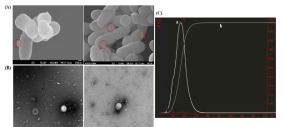 Characteristics of EVs derived from P. freudenreichii MJ2. Representative scanning electron microscopy images of P. freudenreichii MJ2 and the secretion of EVs (red circle) (A). Transmission electron microscopy images after negative staining of P. freudenreichii MJ2-derived EVs (B). Particle size (mean diameter: 171.86 ± 7.4 nm) (a) and concentration (b) of purified EVs measured using nanoparticle tracking analysis (C)