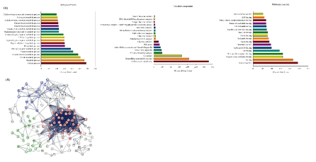 Gene Ontology enrichment and STRING analyses of identified PFEV proteins. The identified proteins of PFEVs belonging to each category were classified into biological process, cellular component, and molecular function groups (A). Interactions between the top 300 proteins on the top Sequest HT score among isolated proteins were mapped using STRING database version 12 (B). The high-confidence cutoff (0.7) represents the minimal required interaction score, and the line thickness shows the quality of the data support. The node color designates the STRING-defined local network cluster (red nodes represent a network cluster associated with gene expression and protein localization; green nodes represent a network cluster associated with the cellular amino acid biosynthetic process and nucleoside monophosphate metabolic process; purple nodes represent a network cluster associated with the TCA cycle and propanoate metabolism; white nodes are others)