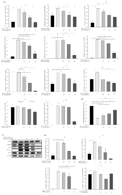 Effects of PFEVs on the expression levels of osteoclast differentiation-related genes and proteins. Expression levels of the genes were analyzed using qPCR (A, B). Expression levels of the proteins related to osteoclast differentiation were measured using western blotting (C) and quantified (D). The data indicate the mean ± SD of three independent experiments. One-way ANOVA/Tukey’s HSD analysis was performed. *p < 0.05, **p < 0.01, and ***p < 0.001 compared with the control group; #p < 0.05, ##p < 0.01, and ###p < 0.001 compared with the RANKL-only-treated group