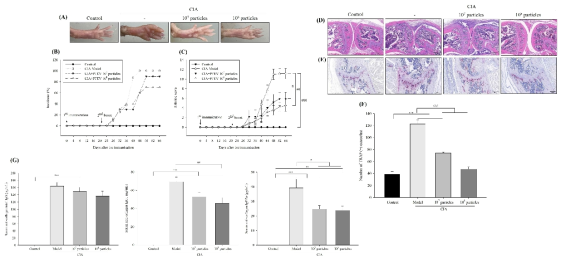 Effect of PFEVs on CIA mice.The DBA/1 mice (n = 8/group) were intraperitoneally administrated PFEVs three times a week for 3 weeks before and 8 weeks after the first injection of collagen (day 0). The arthritis score was measured every 4 days for 8 weeks after day 0. Representative images of mouse paws (A). The % of incidence (B) and arthritis score (C). The synovial inflammation in mouse knee joints was analyzed by H #p < 0.05, ##p < 0.01, and ###p < 0.001 compared with the model group