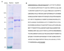 Sequences and purification of the recombinant chaperonin 60 (CPN60). The protein was expressed by transformed into E. coli and purified using an automated protein production system. SDS-PAGE of purified CPN60 (A) and amino acid sequences of CPN60 are capitalized vector sequences underlined (B)