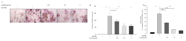 Effect of CPN60 on TRAP activity and TRAP(+) cells. Representative images of TRAP staining (100×, scale bar = 100 μm) (A), TRAP(+) cells (B), and TRAP activity (C). The values indicate the mean ± SD of three independent experiments performed in triplicates. ***p < 0.001 vs. control group; #p < 0.05, ##p < 0.01, and ###p < 0.001 vs. RANKL-only treated group, assessed using one-way ANOVA/Tukey HSD analysis