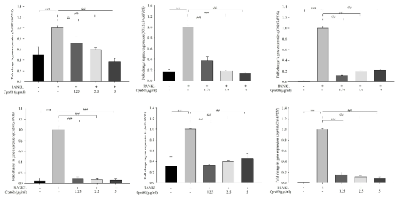 Effect of CPN60 on the expression of osteoclast differentiation-related genes. The values indicate the mean ± SD of three independent experiments performed in triplicates. ***p < 0.001 vs. control group; #p < 0.05, ##p < 0.01, and ###p < 0.001 vs. RANKL-only treated group, assessed using one-way ANOVA/Tukey HSD analysis