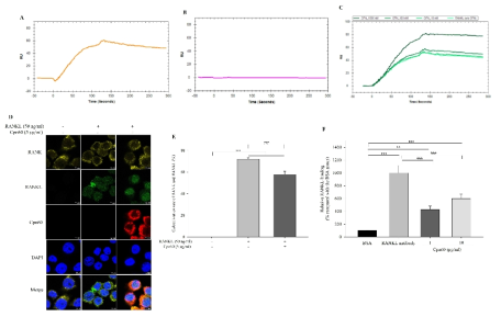 CPN60 binds to RANKL and interferes with the interaction between RANKL and RANK. (A) Maximum concentration of RANKL bound to RANK that was immobilized on chip detected using SPR. (B) Response signals of CPN60 with RANK. (C) Response signals of CPN60 with RANKL. (D) Representative images of triple immunofluorescence staining of CPN60, RANK, and RANKL observed using confocal microscopy; scale bar=2.5 μm. (E) RANK and RANKL co-localization rates analyzed using Leica LAX software. (F) The relative level of RANKL binding to RANK measured using ELISA. The values indicate the mean ± SD of three independent experiments performed in triplicates. **p < 0.01, ***p < 0.001 vs. control group; ###p < 0.001 vs. RANKL-only treated group assessed using one-way ANOVA/Tukey HSD analysis