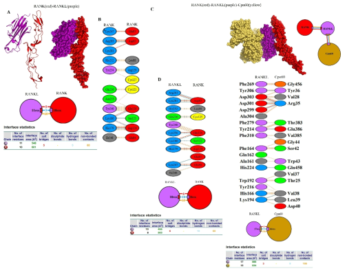 Docking models. (A) Tertiary structure of the RANK-RANKL complex. (B) Interaction bonds within the RANK-RANKL complex. (C) Tertiary structure of the RANK-RANKL-CPN60 complex. (D) Interaction residues within the RANK/RANKL/CPN60 complex. Green, yellow, and red colors represent RANK, RANKL, and CPN60, respectively. Protein-interacting residues were identified using PDBsum. The images illustrate hydrogen bonds (blue lines), salt bridges (red lines), and non-bonded interactions (orange tick marks) between residues at the protein–protein interface