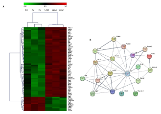 Heatmap and STRING analysis. (A) Heatmap comparing 58 genes (fold change ≥10.0 or ≤0.1, p-value < 0.05, upregulated genes highlighted in red and downregulated genes in green) between the CPN60-treated group and the RANKL-only treated group. (B) STRING analysis of protein interaction networks with a confidence cutoff of 0.4. Proteins are presented as nodes connected by lines, with the thickness representing the confidence level of the interaction