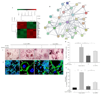 Inhibition of Lcn2 diminishes the impact of CPN60 on the expression of osteoclast differentiation-related genes and osteoclast differentiation. (A) The heatmap of genes associated with the osteoclast differentiation pathway (fold change 2.0 ≤ or 0.5 ≥, p-value < 0.05; red, significantly upregulated and green, significantly downregulated). (B) STRING analysis of osteoclast differentiation-related protein interaction networks with a confidence cutoff of 0.4. (C) Proteins are presented as nodes connected by lines whose thickness represents the confidence level. RANKL-induced osteoclast formation was measured by TRAP staining; 100×; scale bar = 100 μm. (D) The number of TRAP+osteoclasts. (E) quantification of TRAP activity. (F) RANKL-induced f-actin formation measured using phalloidin staining (600×, scale bar=40 μm). The data indicate the mean±SD of three independent experiments. The significance test was performed using one-way ANOVA followed by Tukey’s HSD; *p < 0.05, **p < 0.01, and ***p < 0.001