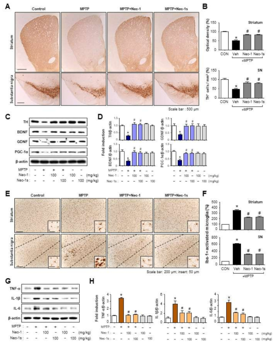 MPTP 마우스에서 약물에 의한 도파민 신경세포 사멸 회복, 신경영양인자 발현 증가 및 소교세포 활성억제를 통한 염증성 싸이토카인 발현 억제효과