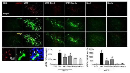 MPTP 마우스 뇌에서 Nec-1/Nec-1s에 의한 p-RIPK1(Ser 166) 억제 효과