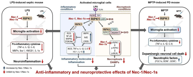 신경염증 및 파킨슨병에서 RIPK1 억제제 (Nec-1/Nec-1s)의 효과 및 작용 기전