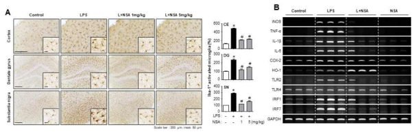 LPS 주사 마우스 뇌에서 NSA의 소교세포 활성억제 및 염증마커 발현 억제 효과