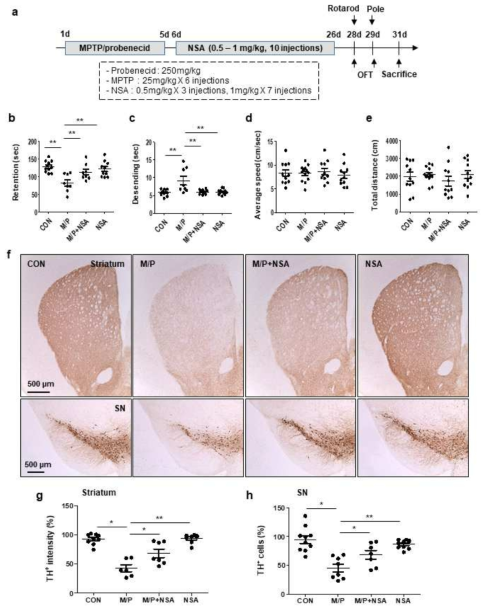 MPTP 마우스에서 NSA의 운동장애 개선 및 도파민 신경사멸 회복 효과