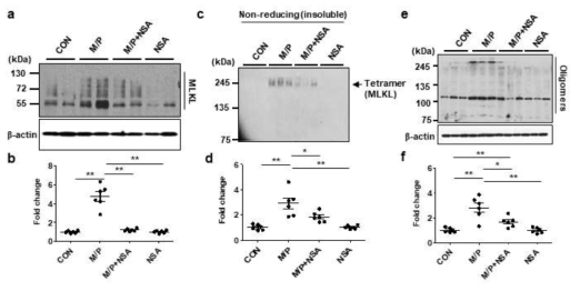 MPTP 마우스에서 NSA에 의한 MLKL 발현 및 oligomerization 억제 효과