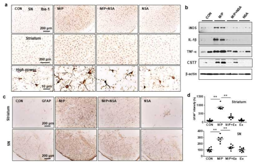MPTP 마우스에서 NSA에 의한 소교/성상세포 활성화 억제 및 항염증 효과