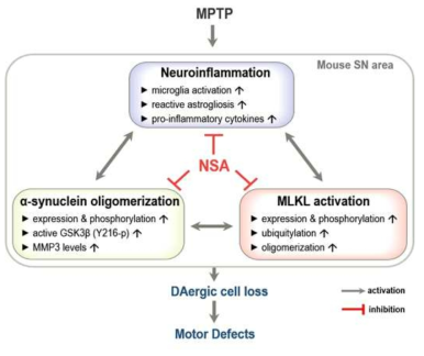MPTP 파킨슨병 마우스에서 MLKL 억제제 NSA의 작용기전
