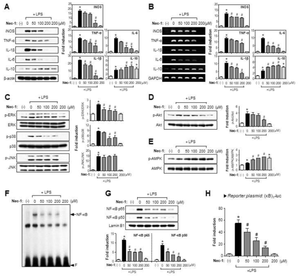 Nec-1이 염증성 싸이토카인과 염증 신호전달인자 MAPKs, Akt, AMPK, NF-κB에 미치는 영향