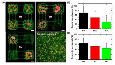 a) 모듈네트워크 3가지와 무작위네트워크 형광 이미지 데이터. (b) 모듈간 (N-N), 모듈과 축삭돌기간 (N-A), 축삭돌기와 축삭돌기간 (A-A) 사이 채널에서 축삭돌기 비율. (c) 네트워크 종류에 따른 모듈간 사이 채널 축삭돌기 비율