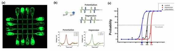 (a) 생물학적 크로스바 신경망 형광 이미지 (b) 학습 방법과 스파이크 형태 (c) 학습으로 인한 반응성 변화 그래프