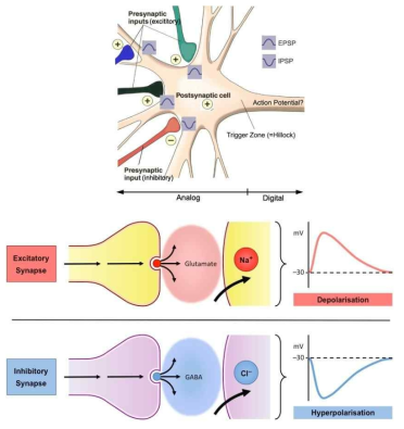 흥분성(excitatory) 및 억제성 (inhibitory) 시냅스의 개념도. 흥분성 시냅스의 주요 신경전달물질은 글루타민산이며 억제성 시냅스의 주요 신경전달물질은 가바이다