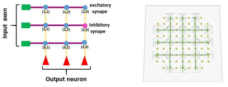 본 과제에서 제작하고자 하는 인공 신경망 (뉴로모픽 칩, 좌)과 생물학적인 신경망 (우)의 개념도