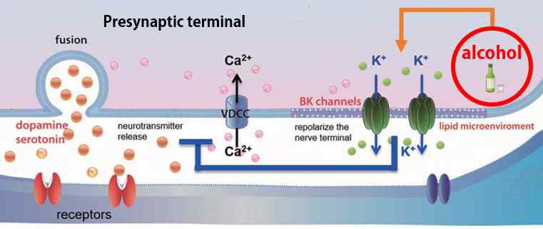 BK channel을 매개로 한 알코올의 신경전달물질 방출 조절