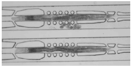 미세유체시스템을 이용한 egg laying phenotype 변화 분석