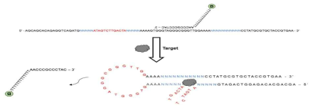 Cortisol targeting을 위한 Structure Switching SELEX 기반 Library 디자인