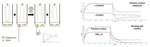 Bio-Layer Interferometry(BLI)를 활용한 cortisol aptamer candidate 결합력 측정 (좌) BLI 측정 모식도 (우) BLI 측정 결과