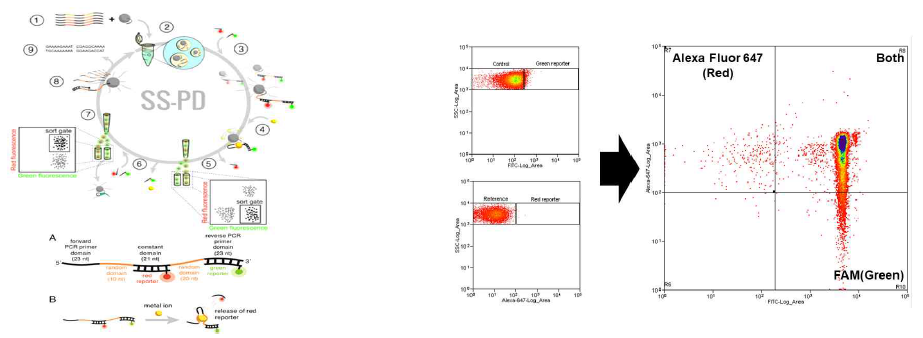 (좌) Structure Switching Particle Display 모식도 (우) Flow cytometry 측정 결과