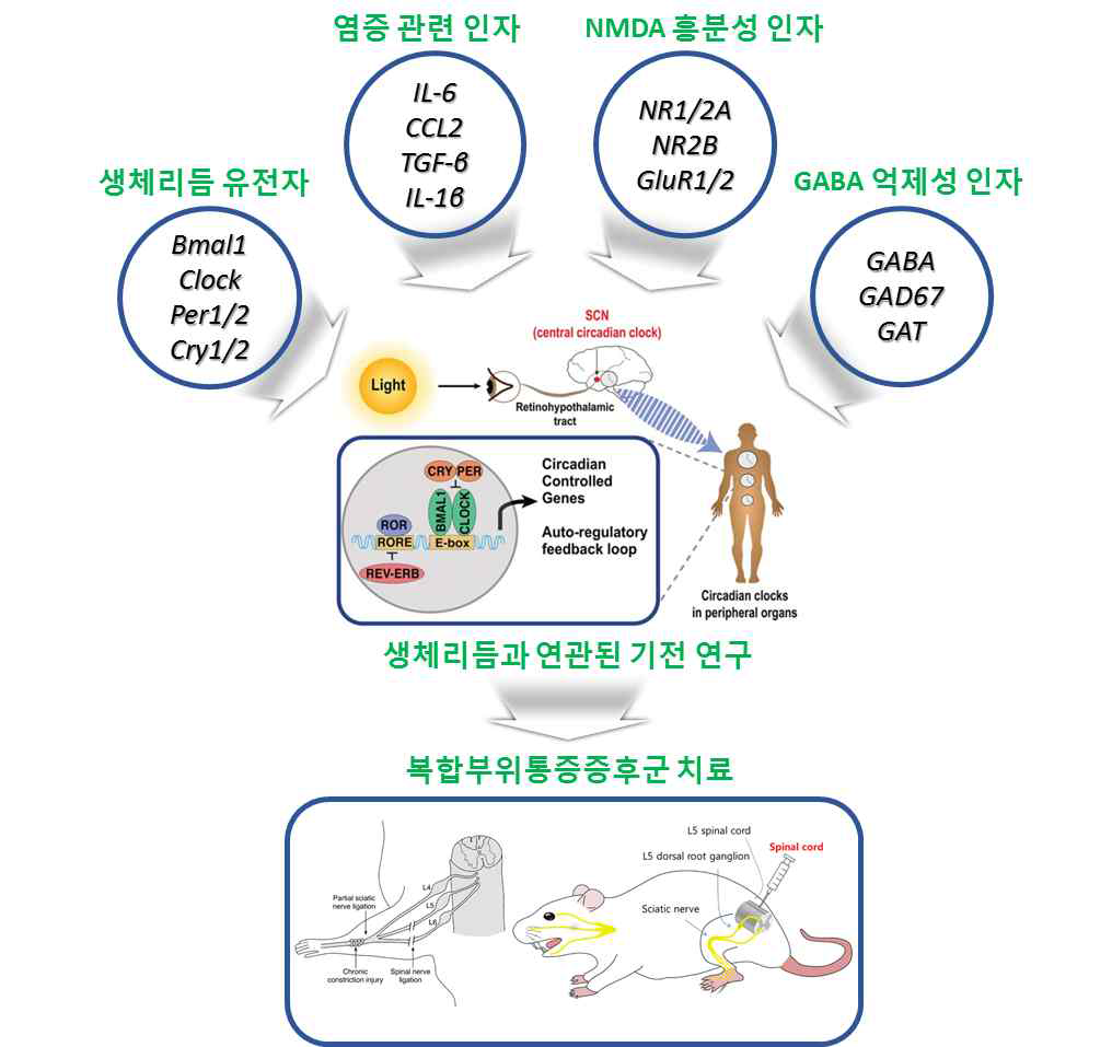 복합부위통증증후군의 치료를 위한 생체리듬 관련 유전자의 기전 연구