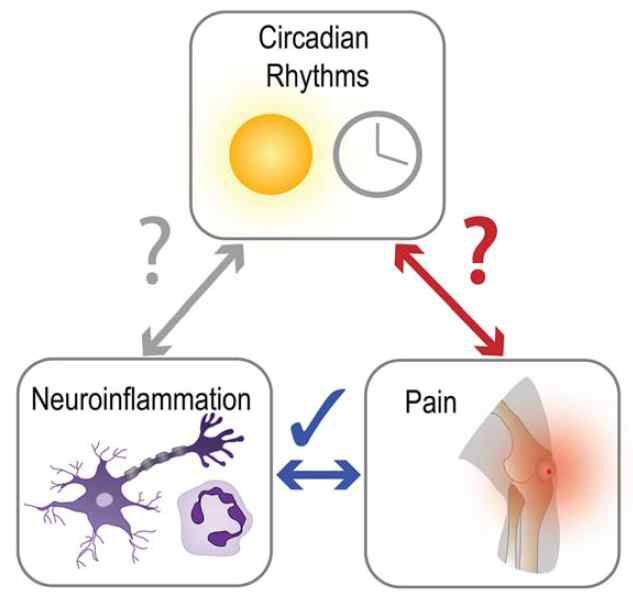 생체리듬과 neuroinflammation, 통증과의 관계