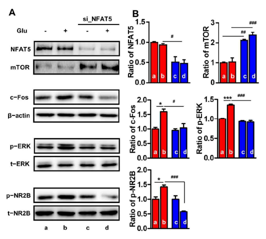 The expression of mTOR and inflammatory pain-related proteins in NFAT5-silenced PC12 cells