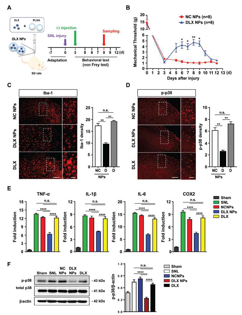 Intrathecal injection of DLX NPs markedly attenuated neuropathic pain by reducing microglial activation and p-p38 and pro-inflammatory cytokine levels