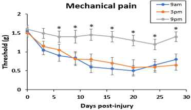 Mice with chronic neuropathic pain do not respond to mechanical stimuli when tested at night (9pm) relative to during the daytime (9am, 3pm)