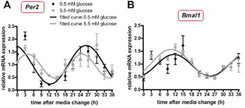 Effects of glucose on the circadian expression profile of Per2 and Bmal1